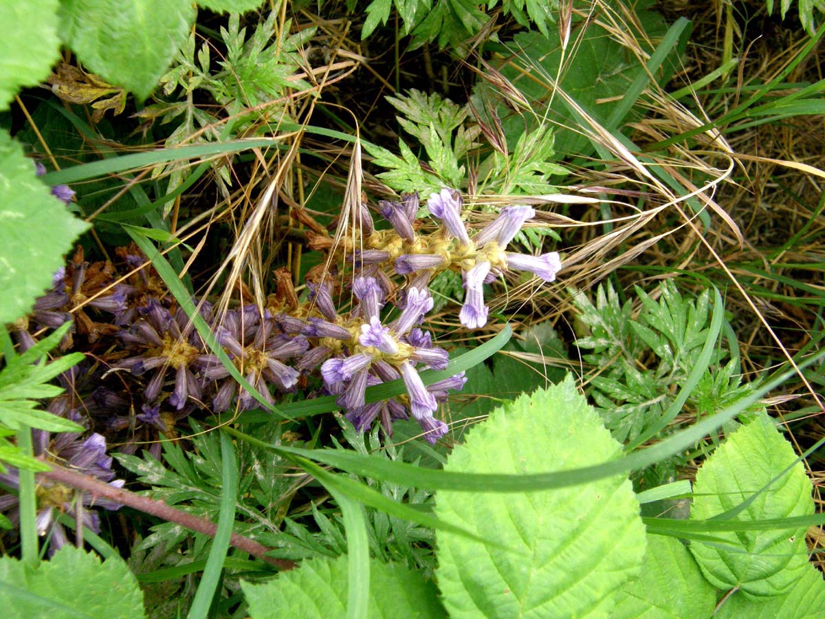 Orobanche ramosa / Succiamele ramoso