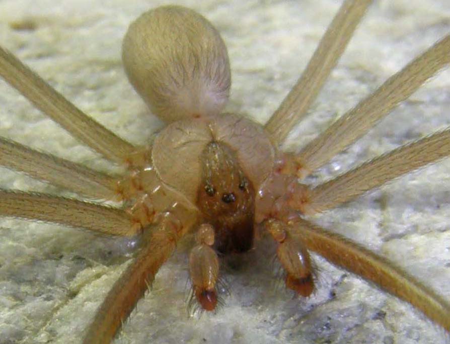 Altro ragno casalingo: Loxosceles rufescens