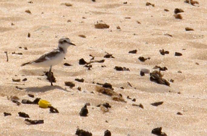 Fratino (Charadrius alexandrinus alexandrinus) delle Canarie (Fueteventura)