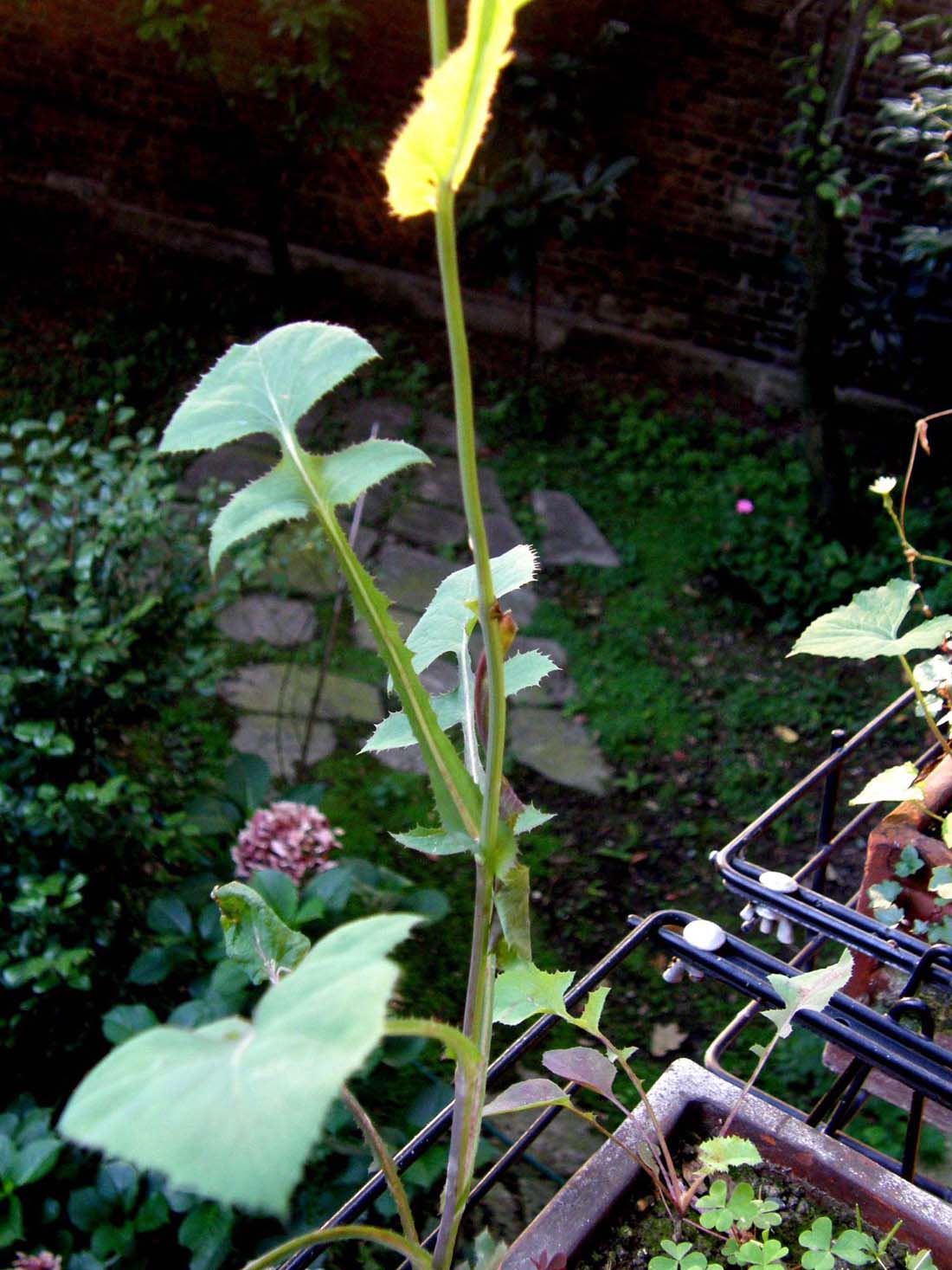 Hypochaeris sp. e Sonchus oleraceus (Asteraceae)