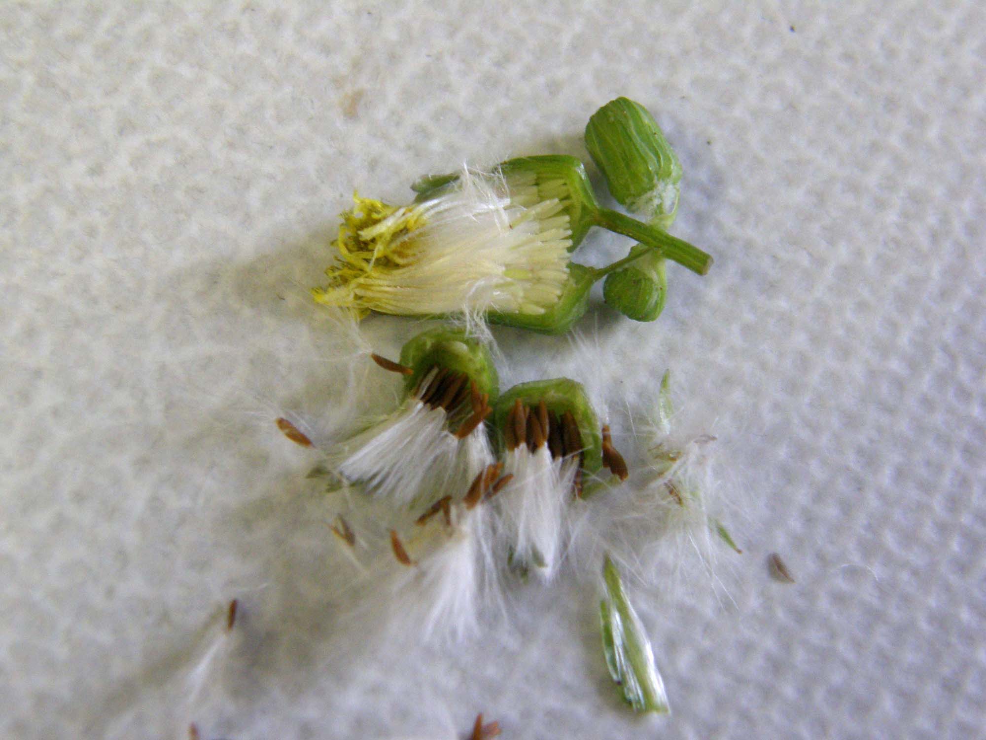 Hypochaeris sp. e Sonchus oleraceus (Asteraceae)