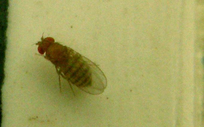 Moscerini da identificare