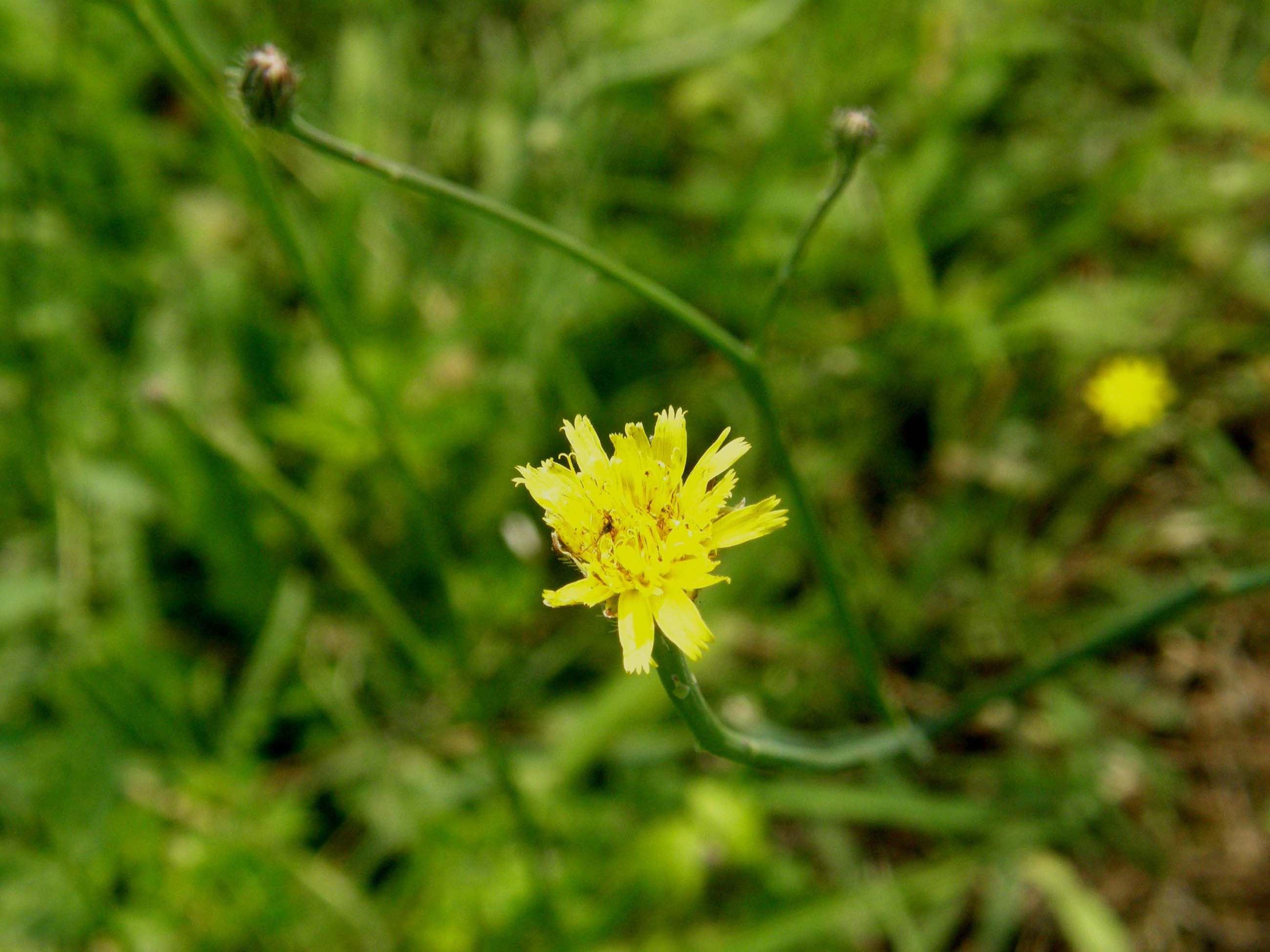 Hypochaeris sp. e Sonchus oleraceus (Asteraceae)
