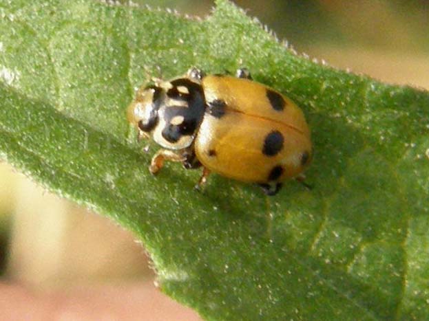 Coccinelle in accoppiamento da identificare