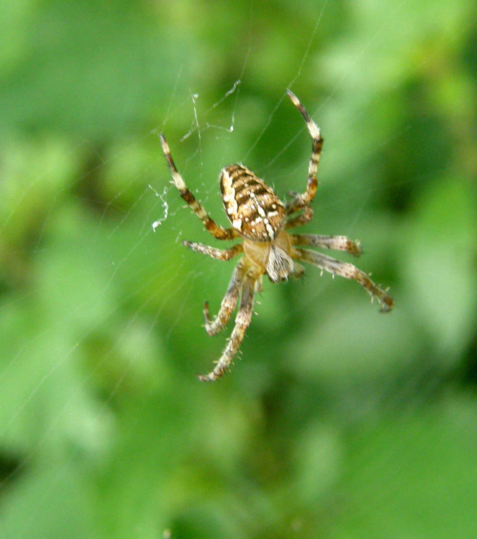 Ragni francesi (Zygiella che tesse e Araneus cf. diadematus)
