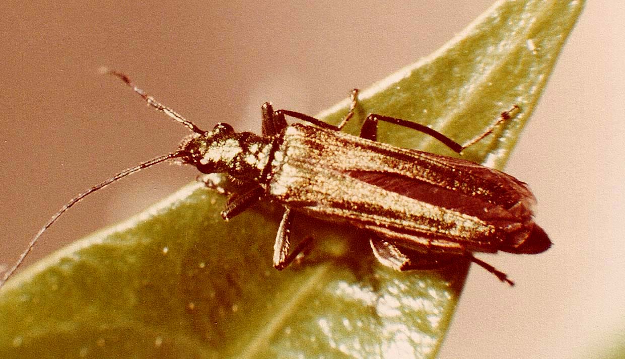 Oedemera?