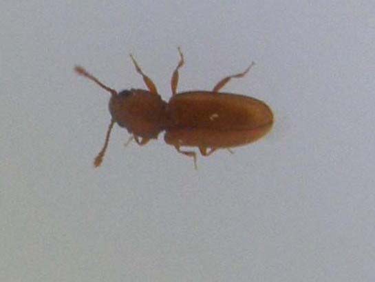 Ahasverus advena (Silvanidae)