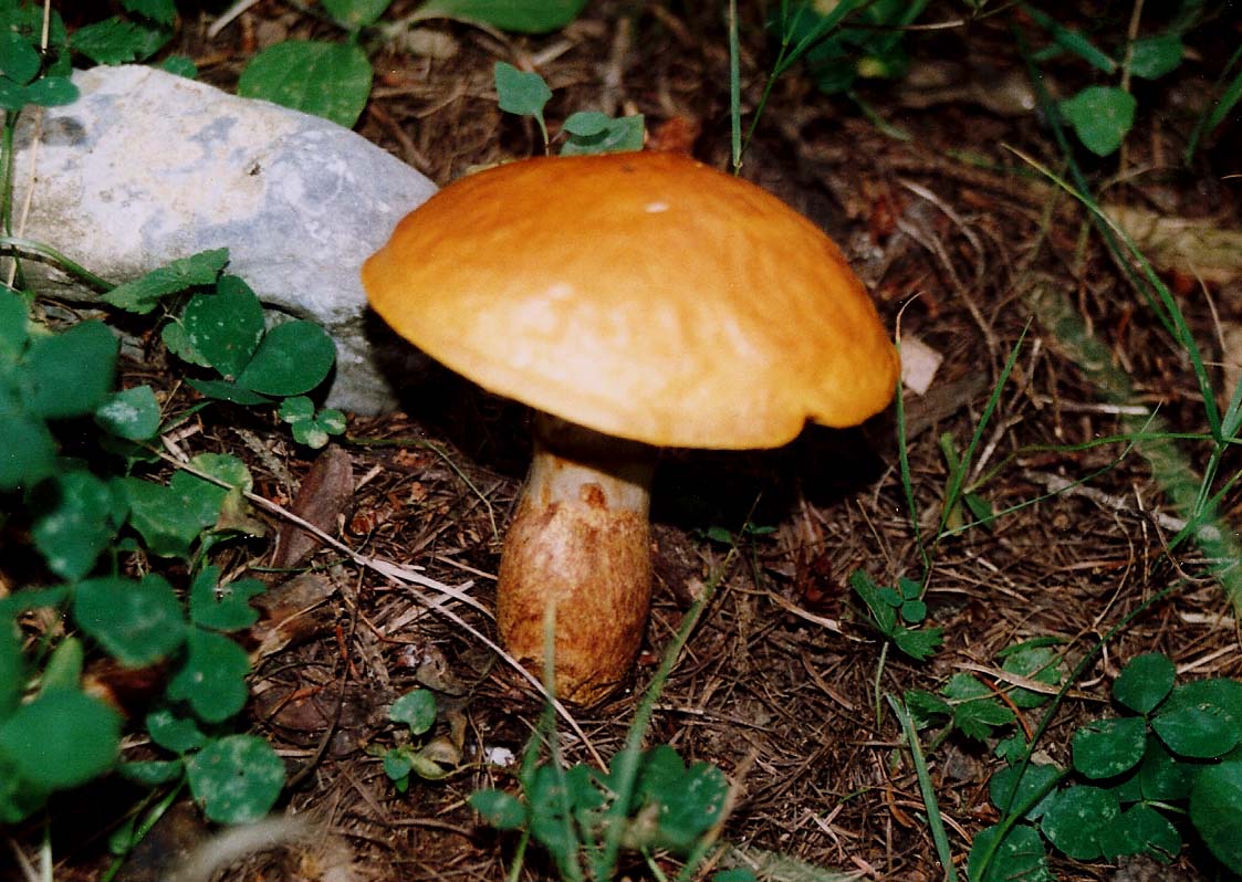 Altri Suillus ?