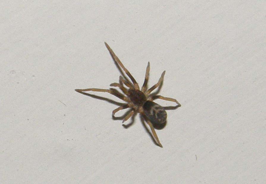 Un Lycosidae e Pritha sagittata