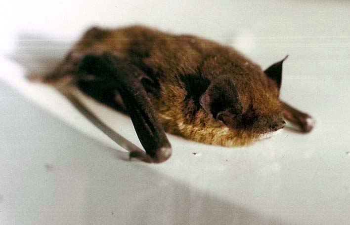 Pipistrellus sp.