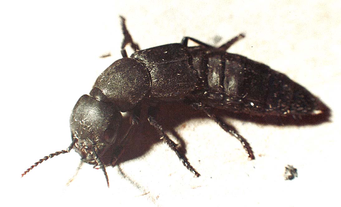 Staphylinidae da identificare: O. olens