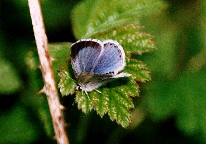 Lycaenidae da identificare