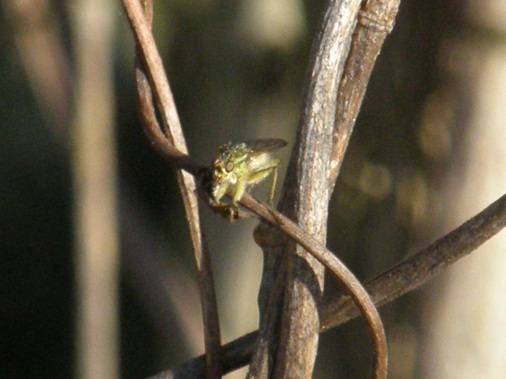 Scathophaga stercoraria  (Scathophagidae)