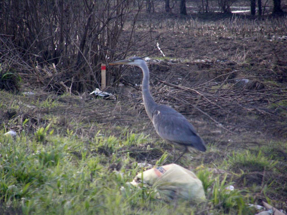 Incontro ravvicinato con Airone cenerino (Ardea cinerea) su una strada provinciale