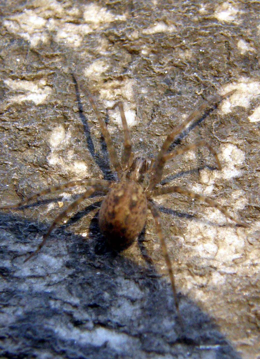 Tegenaria sp.