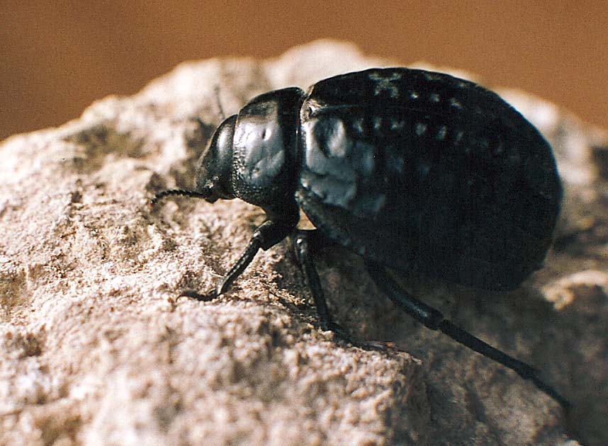 Coleotteri marocchini