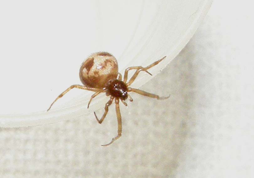 Steatoda triangulosa con ovisacco e piccoli