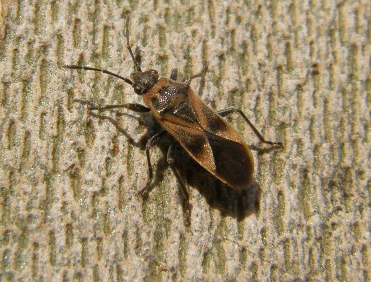 Corythuca ciliata, Arocatus roeselii, Deraeocoris serenus