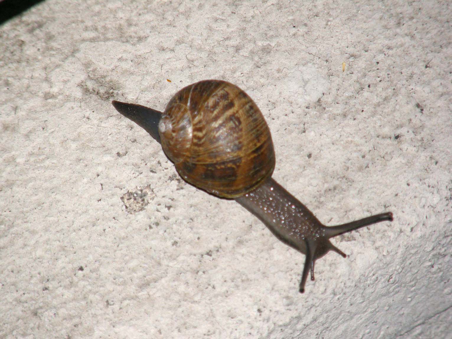 Helicidae da identificare