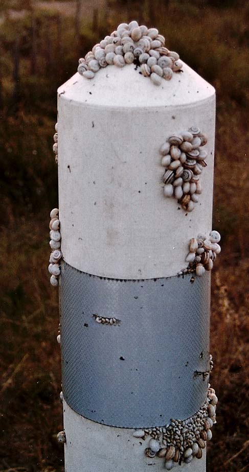 Piccole chiocciole francesi