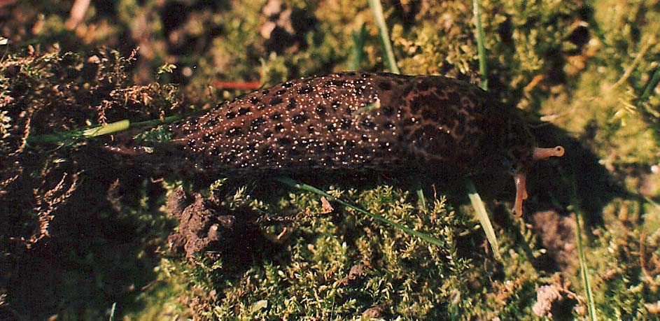 Limax da identificare (PC - MI)