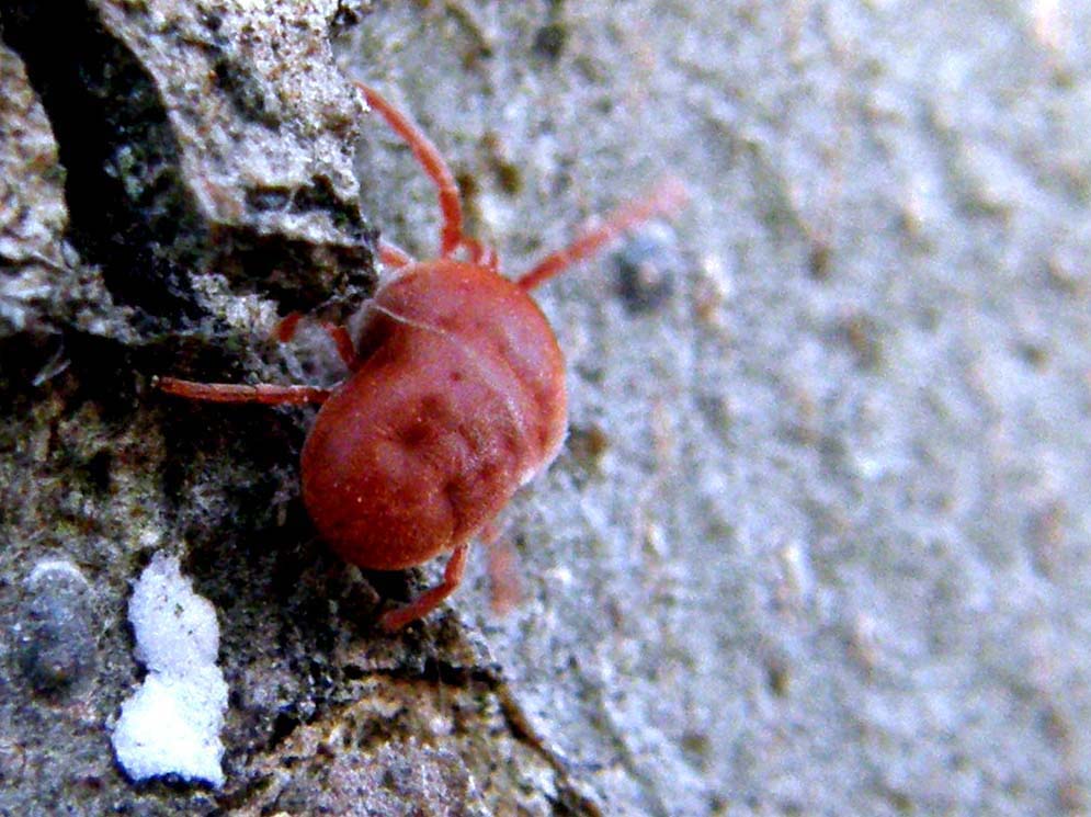 Trombidium sp.