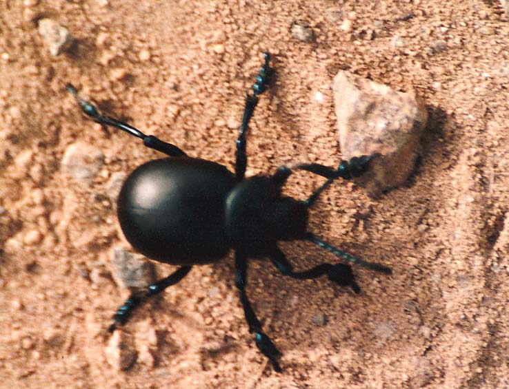 Timarcha pimelioides? tenebricosa