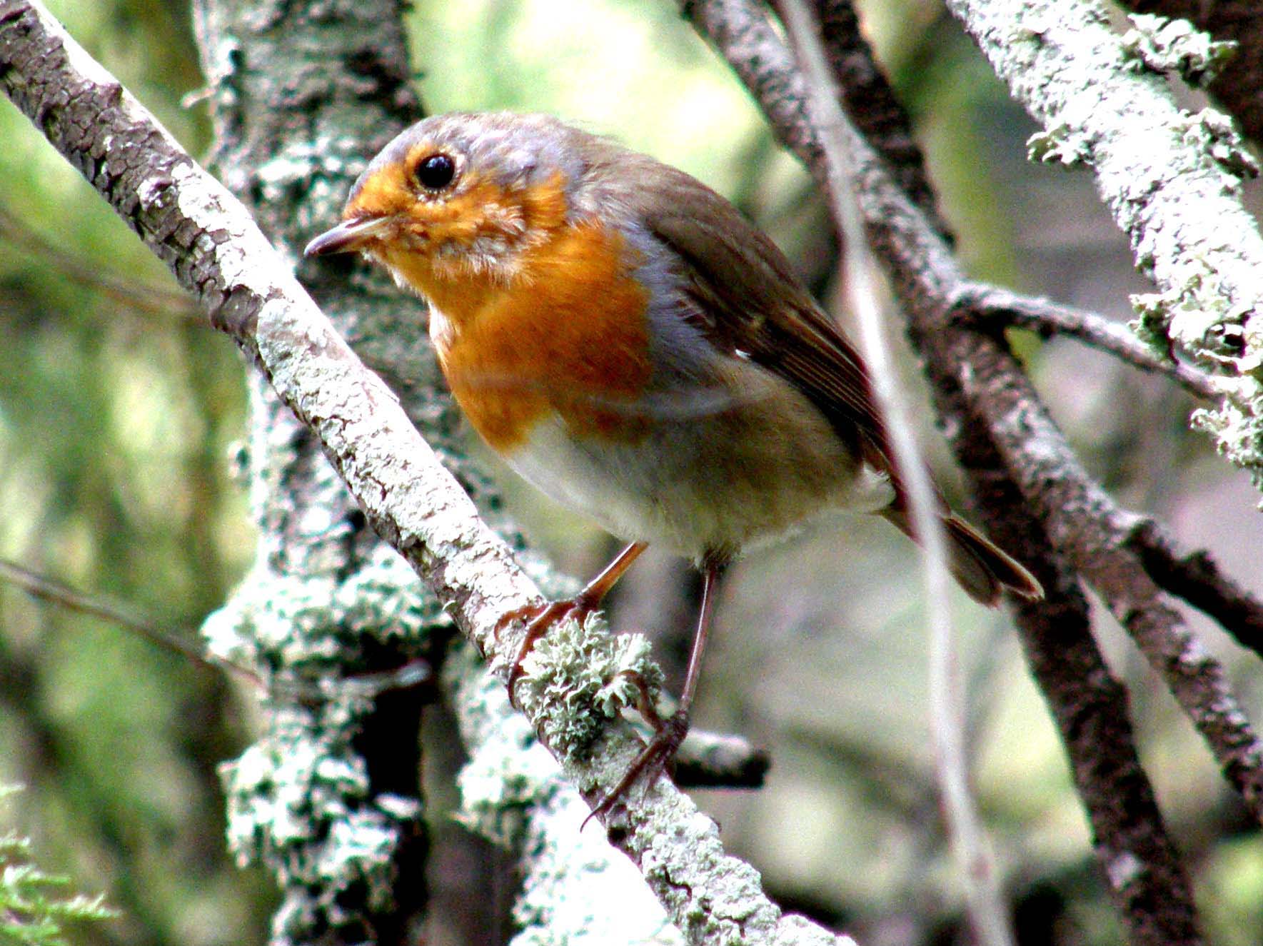 Piccoli passeriformi: giovani pettirossi