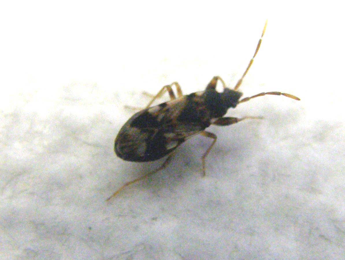 Lygaeidae: Scolopostethus sp.