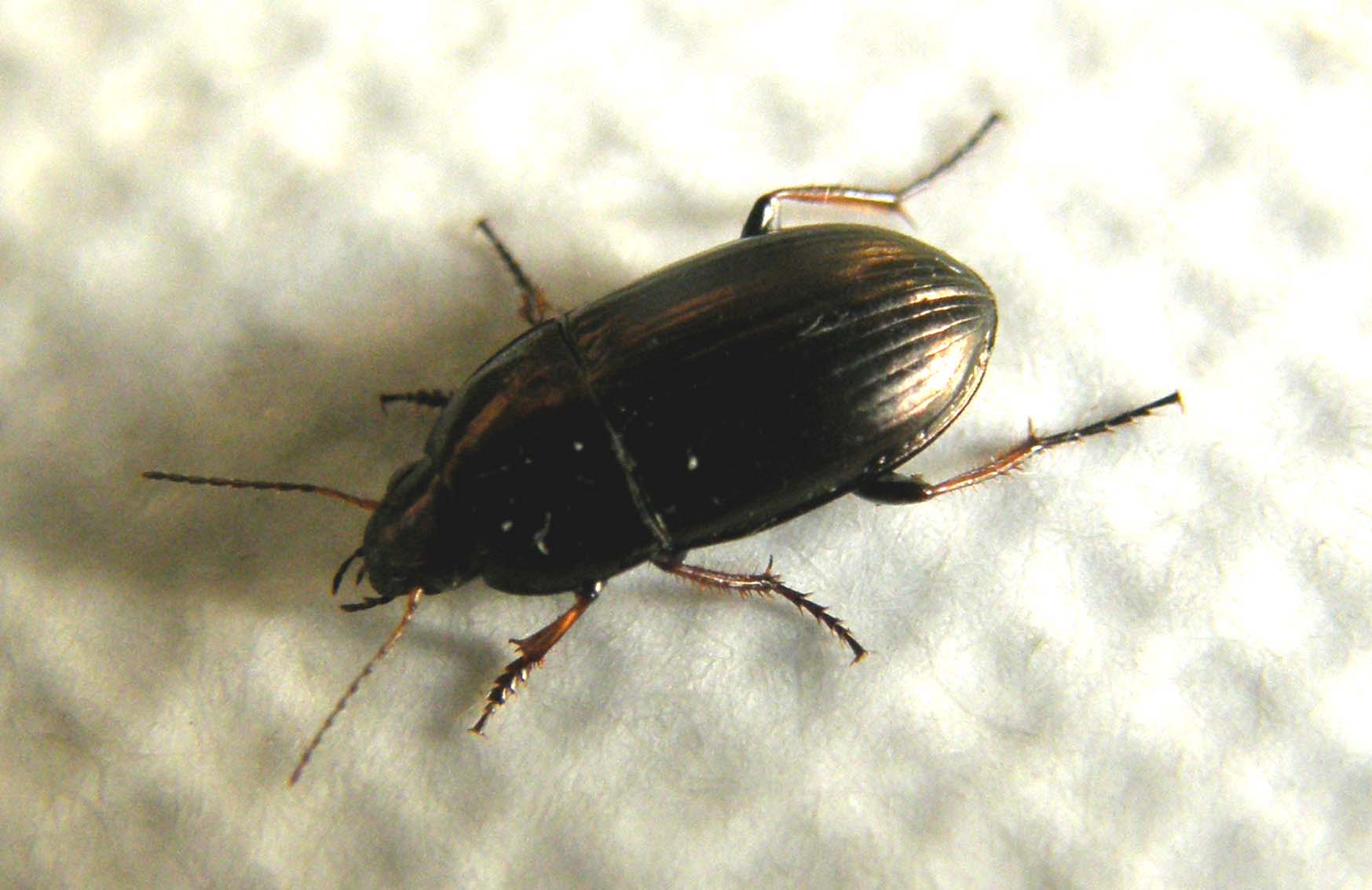 Da identificare: Amara aenea