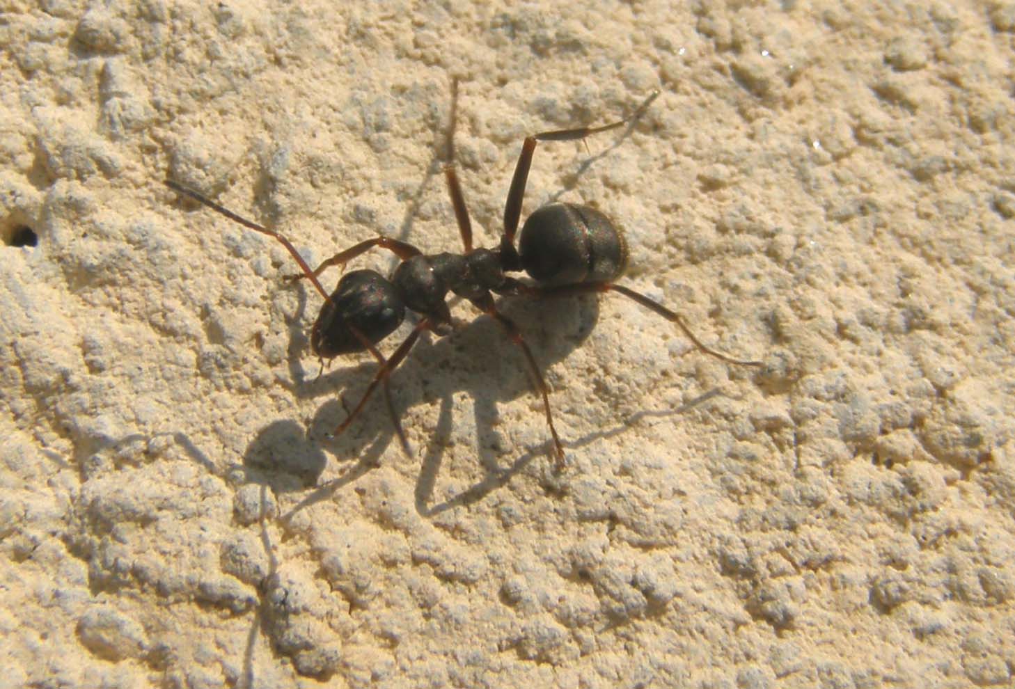 Formica sp. e Formica cf. cunicularia (Formicidae).
