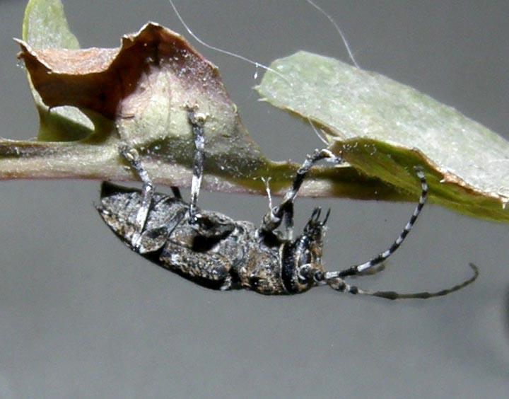 Cerambycidae da identificare: Aegomorphus clavipes