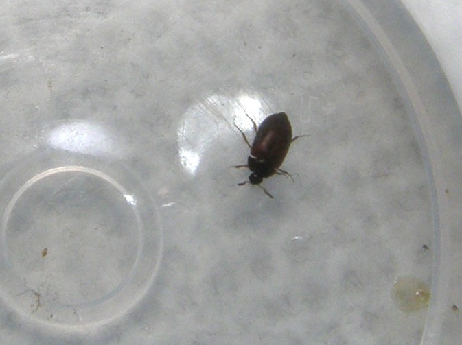 Dermestidae da identificare: Attagenus brunneus