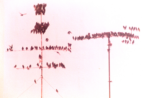 Gli storni...e la gru!