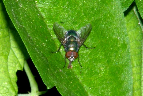 Calliphoridae: maschio di Lucilia sp. o di Chrysomya sp.