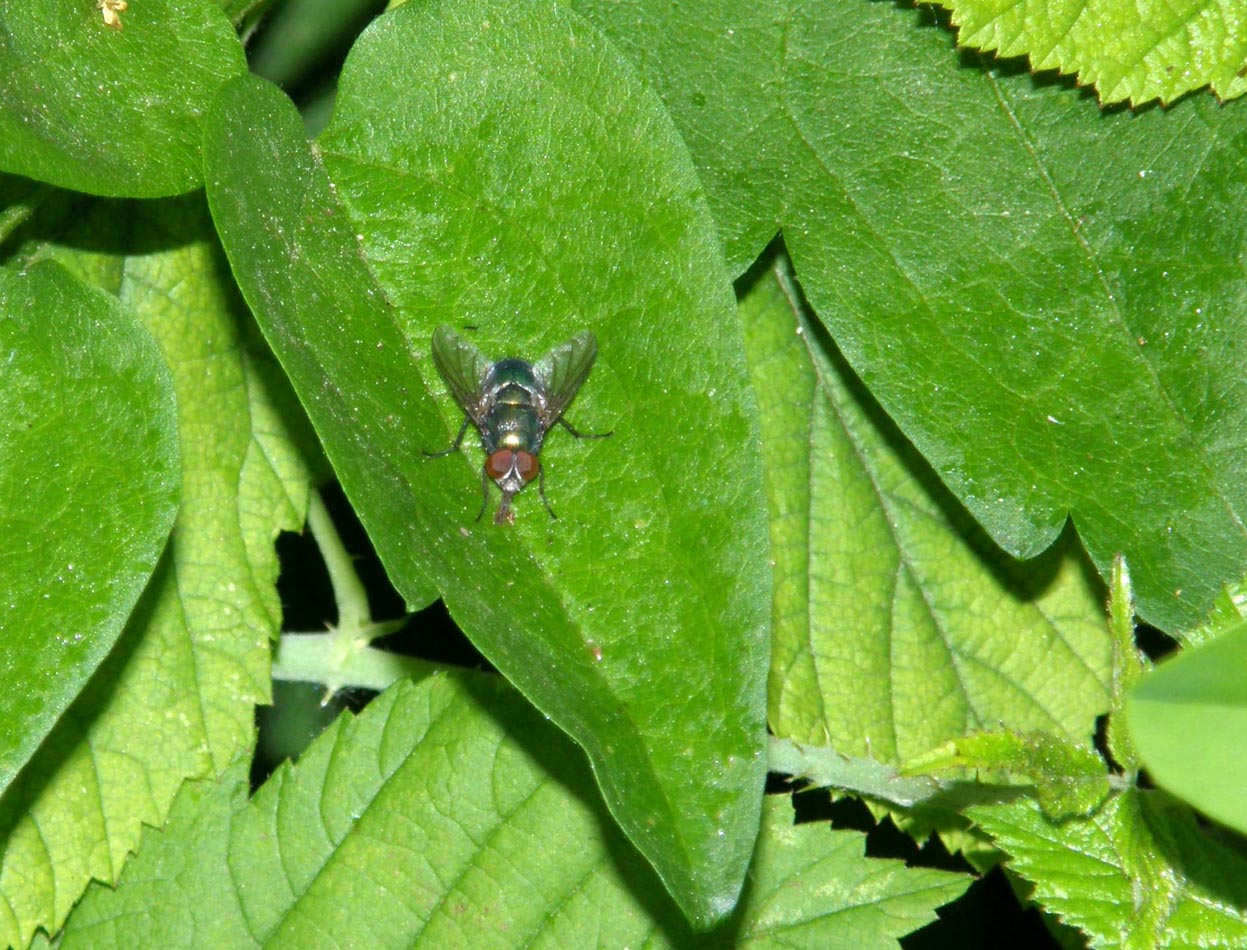 Calliphoridae: maschio di Lucilia sp. o di Chrysomya sp.