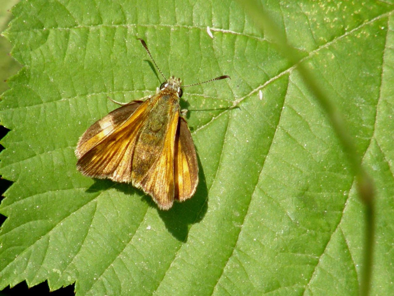 Hesperiidae da identificare - Ochlodes sylvanus