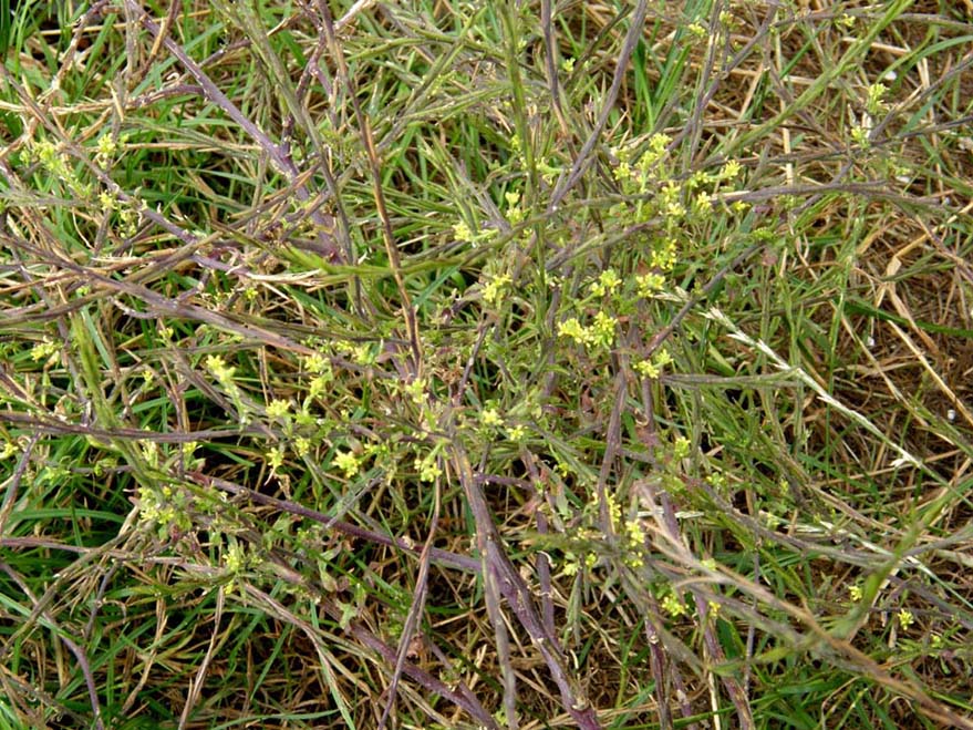 Piccoli fiori gialli e fusto legnoso - Sisymbrium officinale