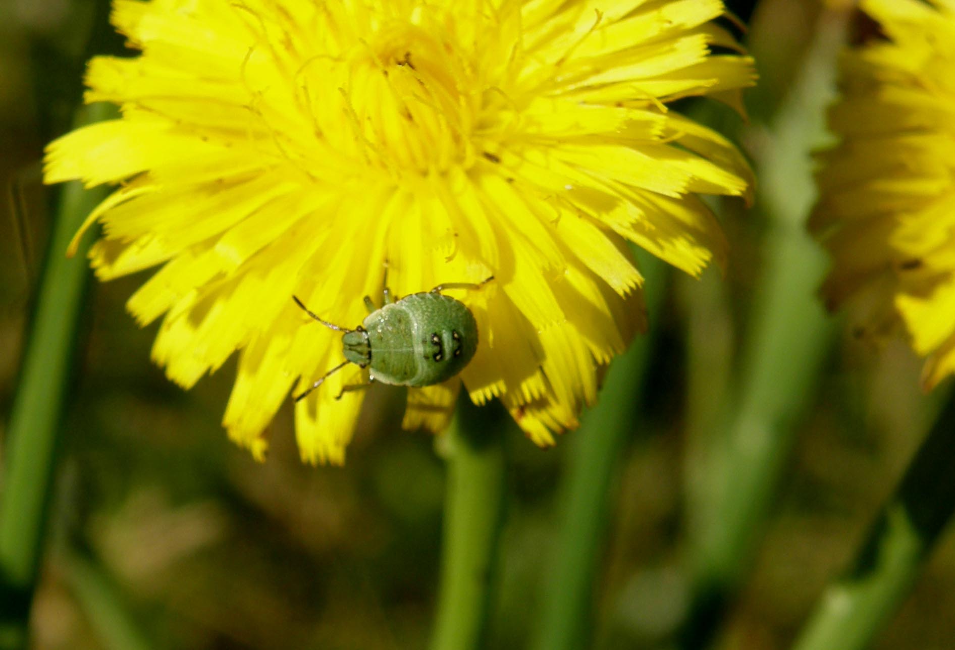 Pentatomidae: giovani di specie diverse a Cornaredo (MI)