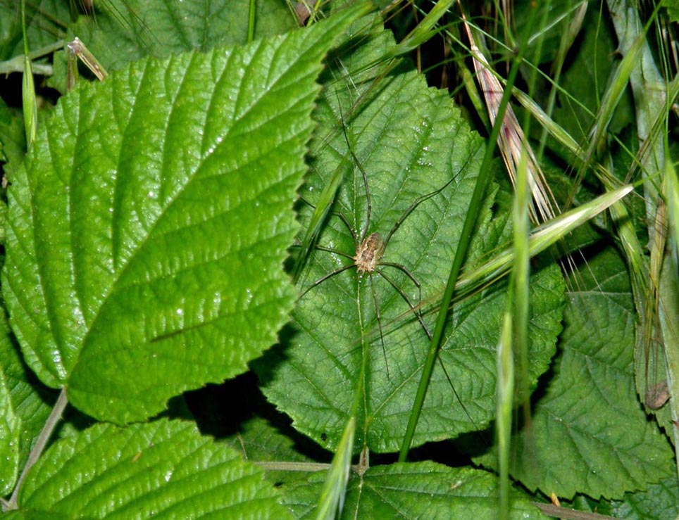 Phalangiidae milanese: ? Phalangium ?