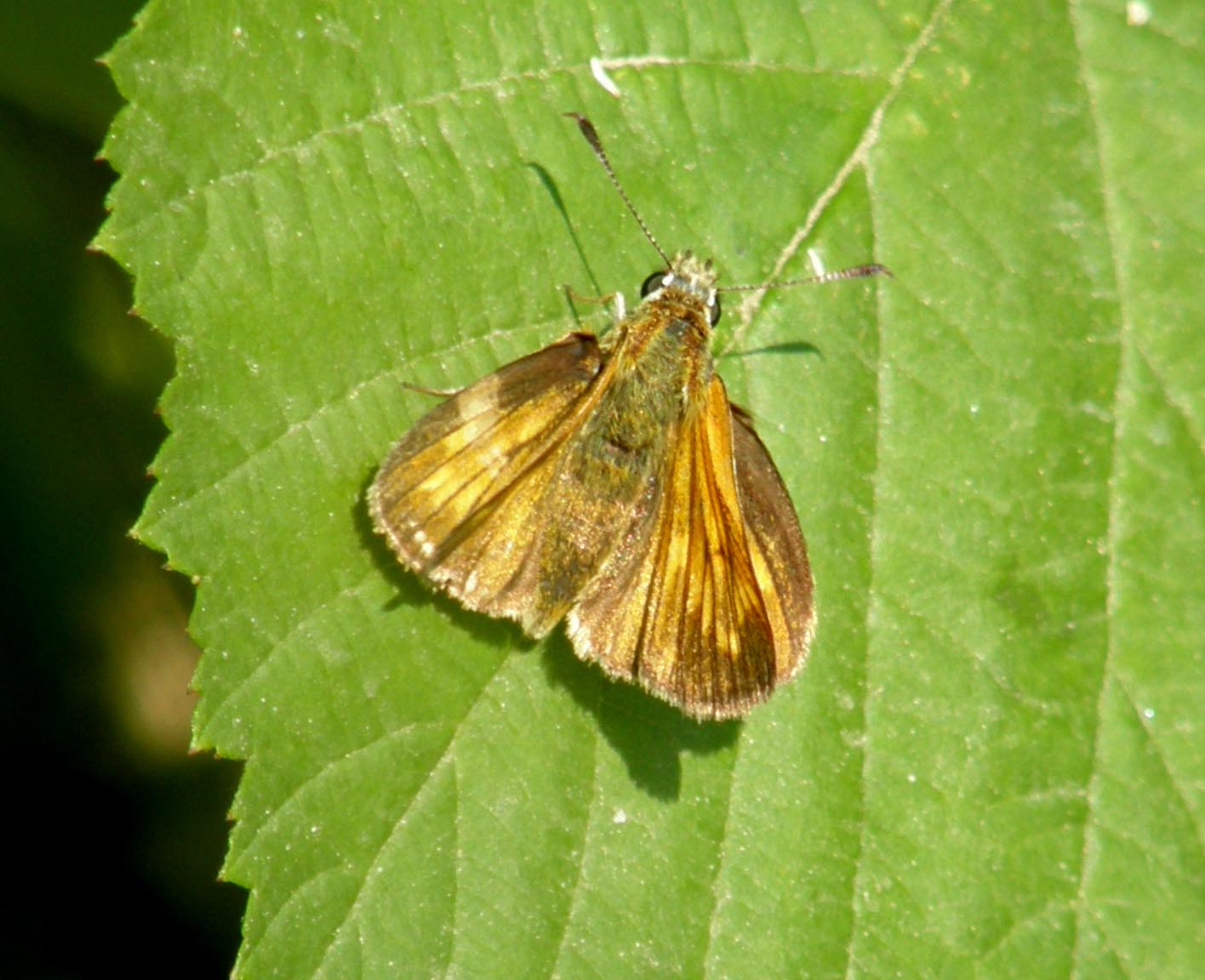 Hesperiidae da identificare - Ochlodes sylvanus