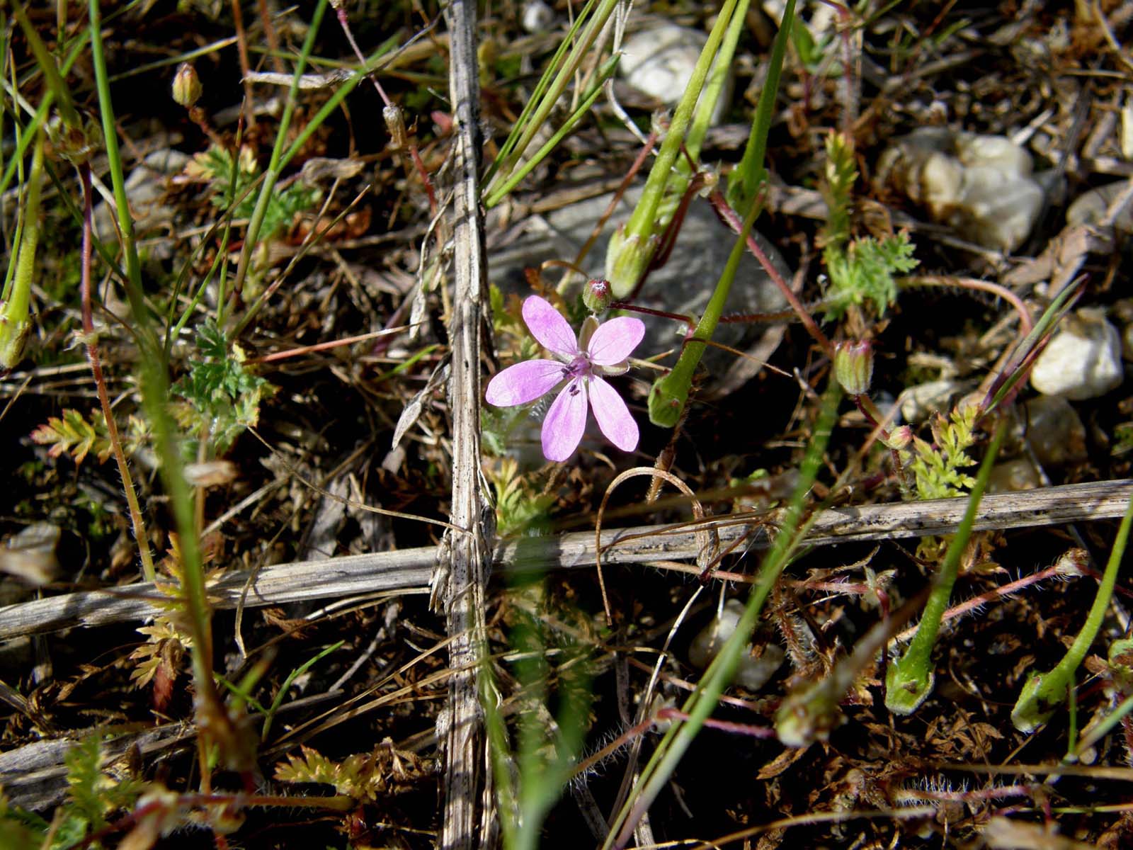 Erodium cicutarium e Geranium robertianum
