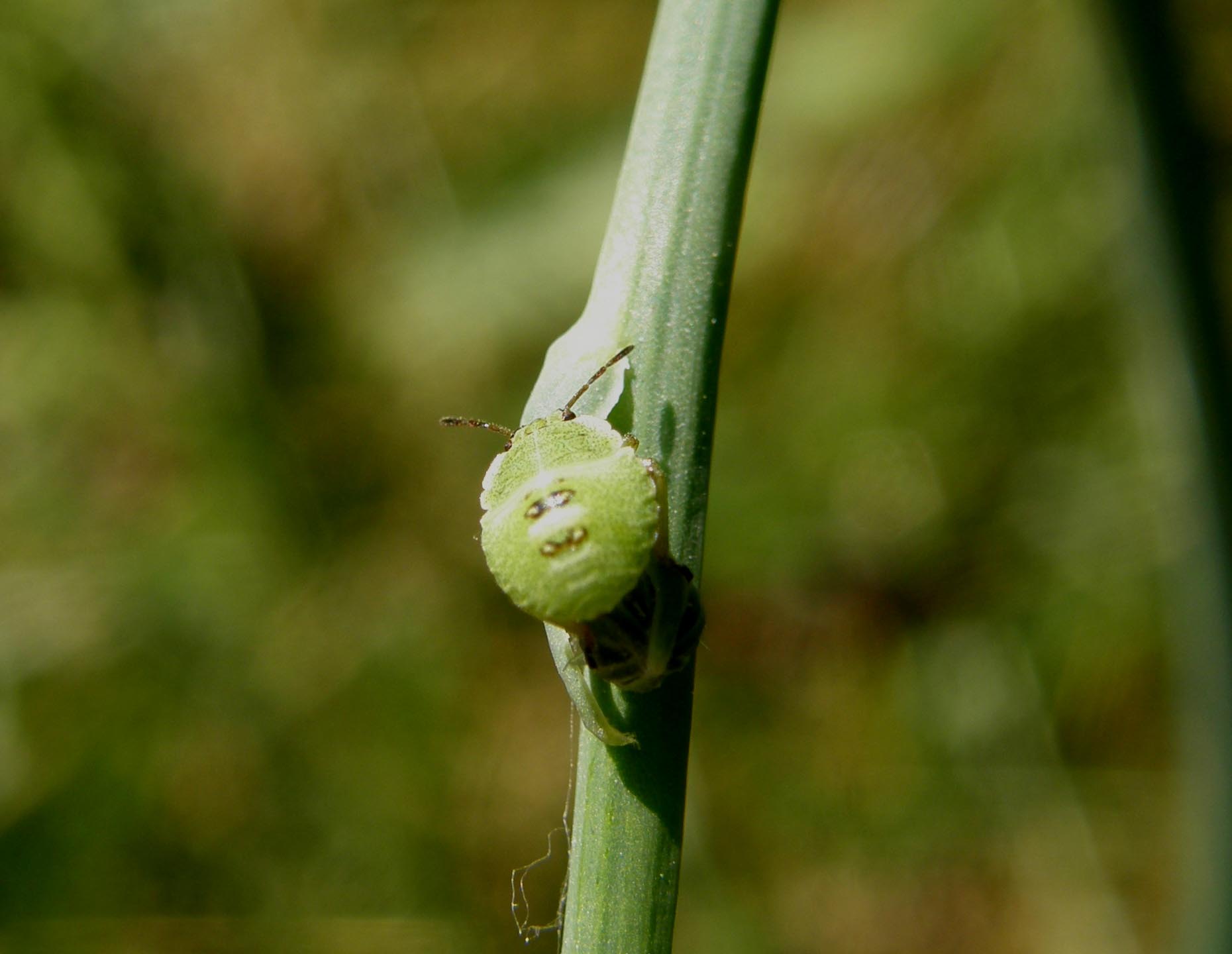 Pentatomidae: giovani di specie diverse a Cornaredo (MI)