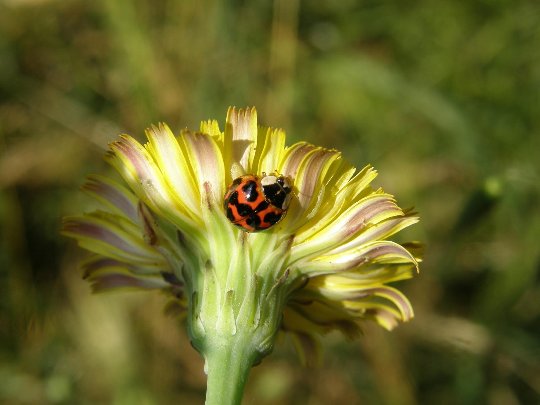 Harmonia axyridis!