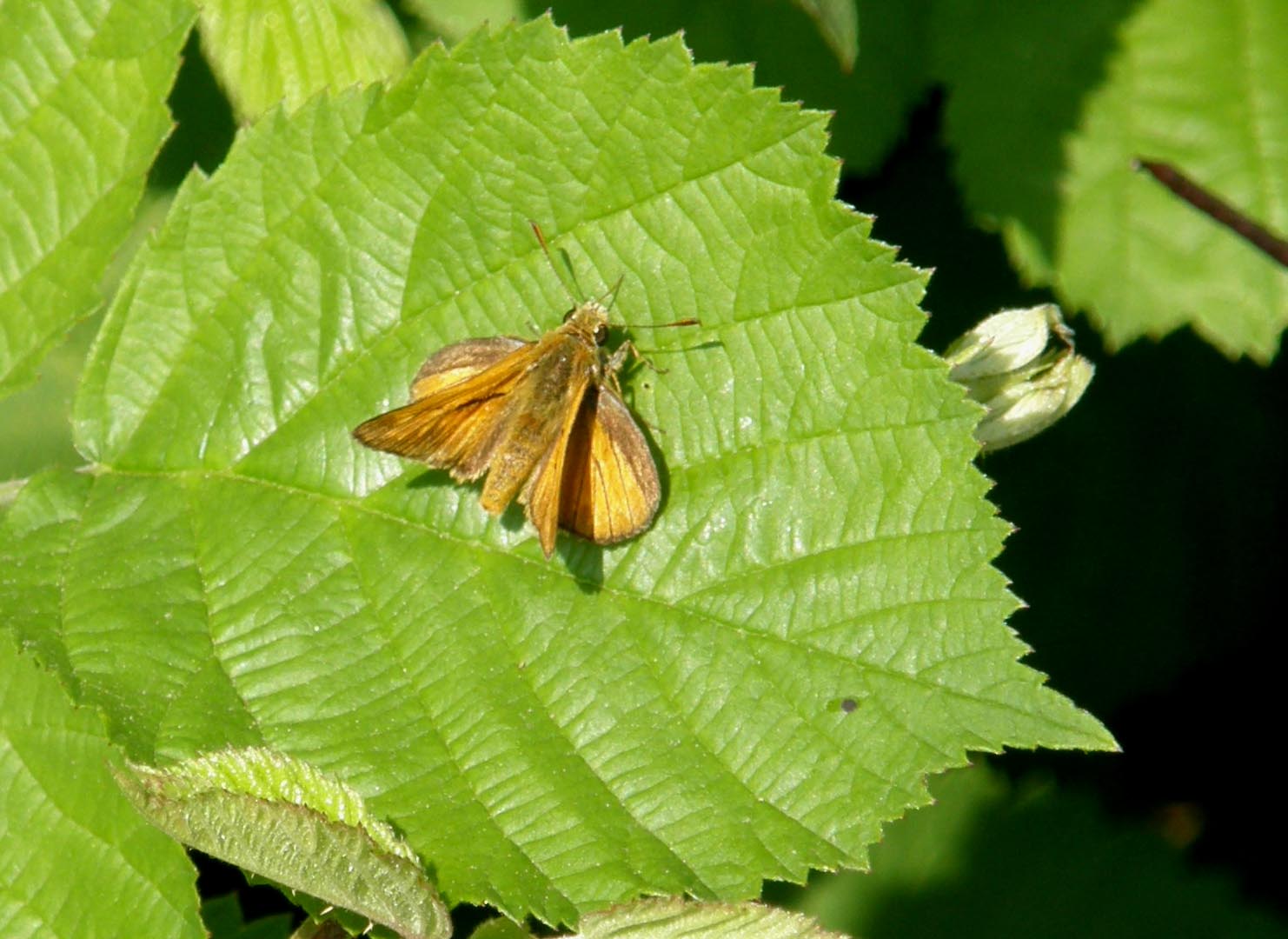 Hesperiidae da identificare - Ochlodes sylvanus