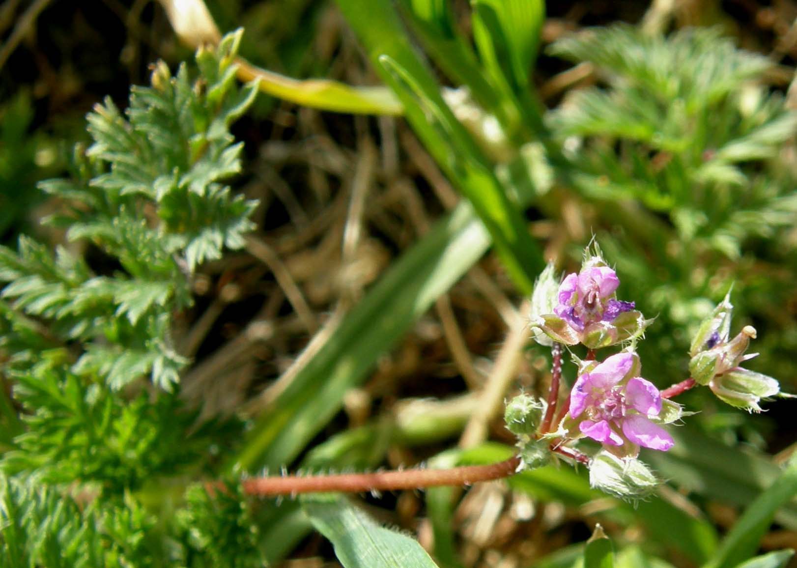 Erodium cicutarium e Geranium robertianum