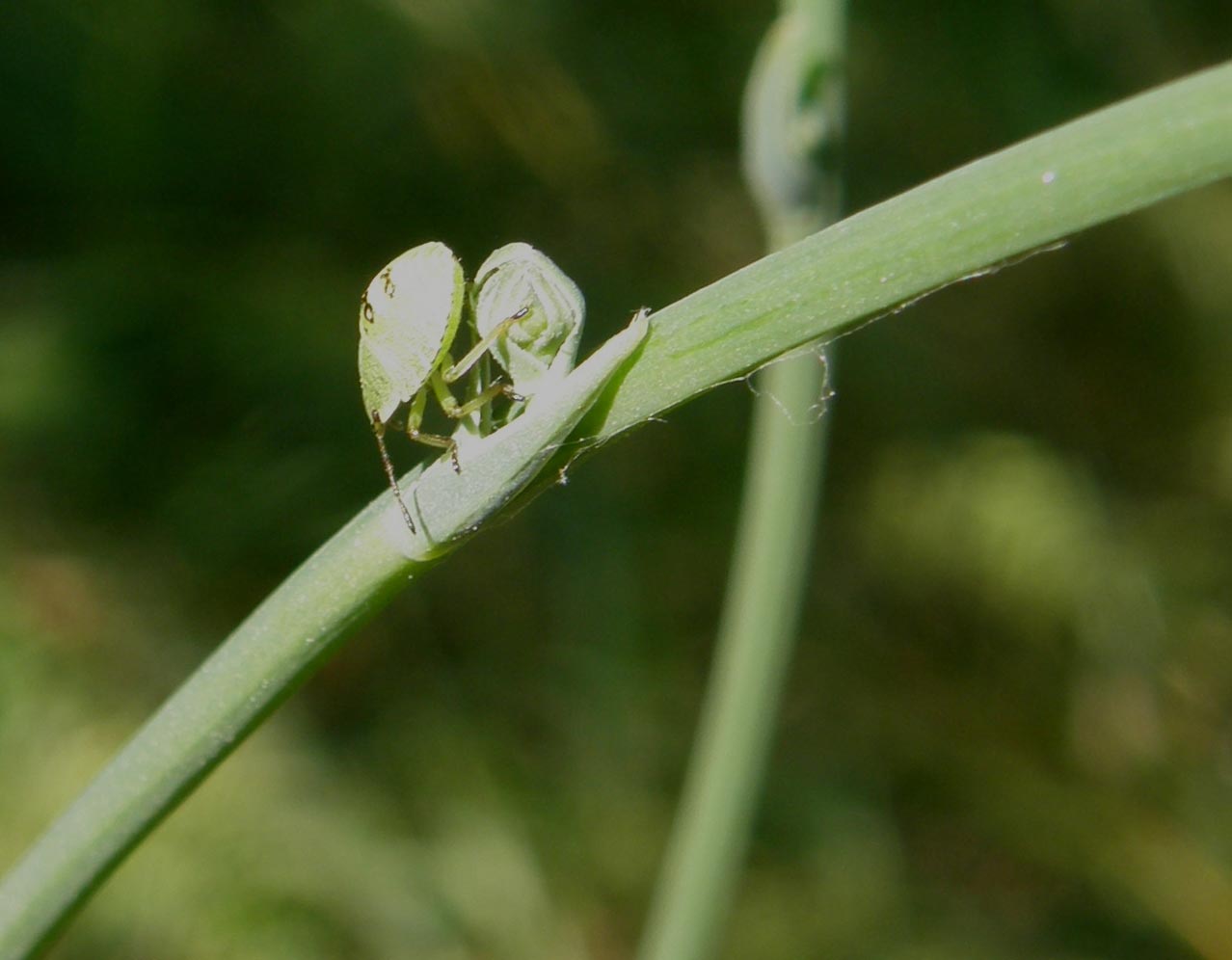 Pentatomidae: giovani di specie diverse a Cornaredo (MI)