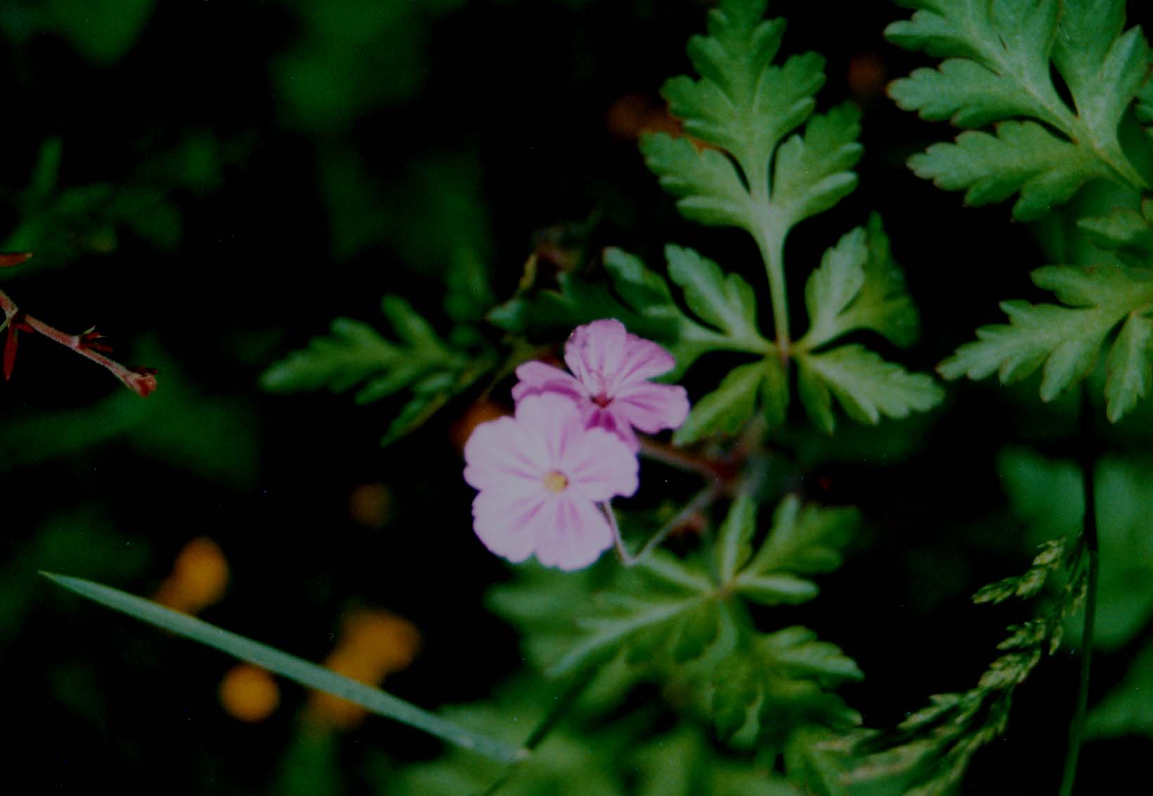 Erodium cicutarium e Geranium robertianum