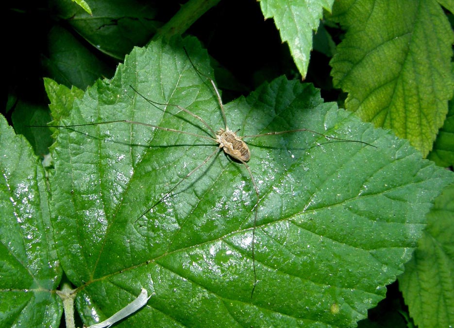 Phalangiidae milanese: ? Phalangium ?