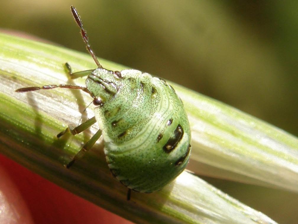 Pentatomidae: giovani di specie diverse a Cornaredo (MI)